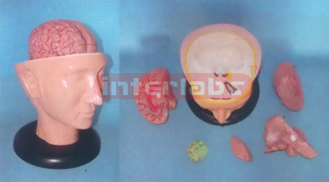 BIG DELUXE HEAD MODEL WITH PINKISH BRAIN (6PCS)